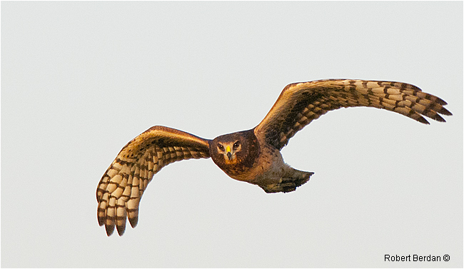 Northern Harrier - Marsh Hawk by Robert Berdan ©