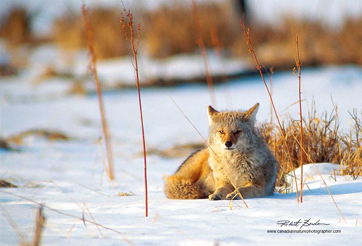 Coyote laying in snow Vermilion Lakes Banff National Park by Robert Berdan