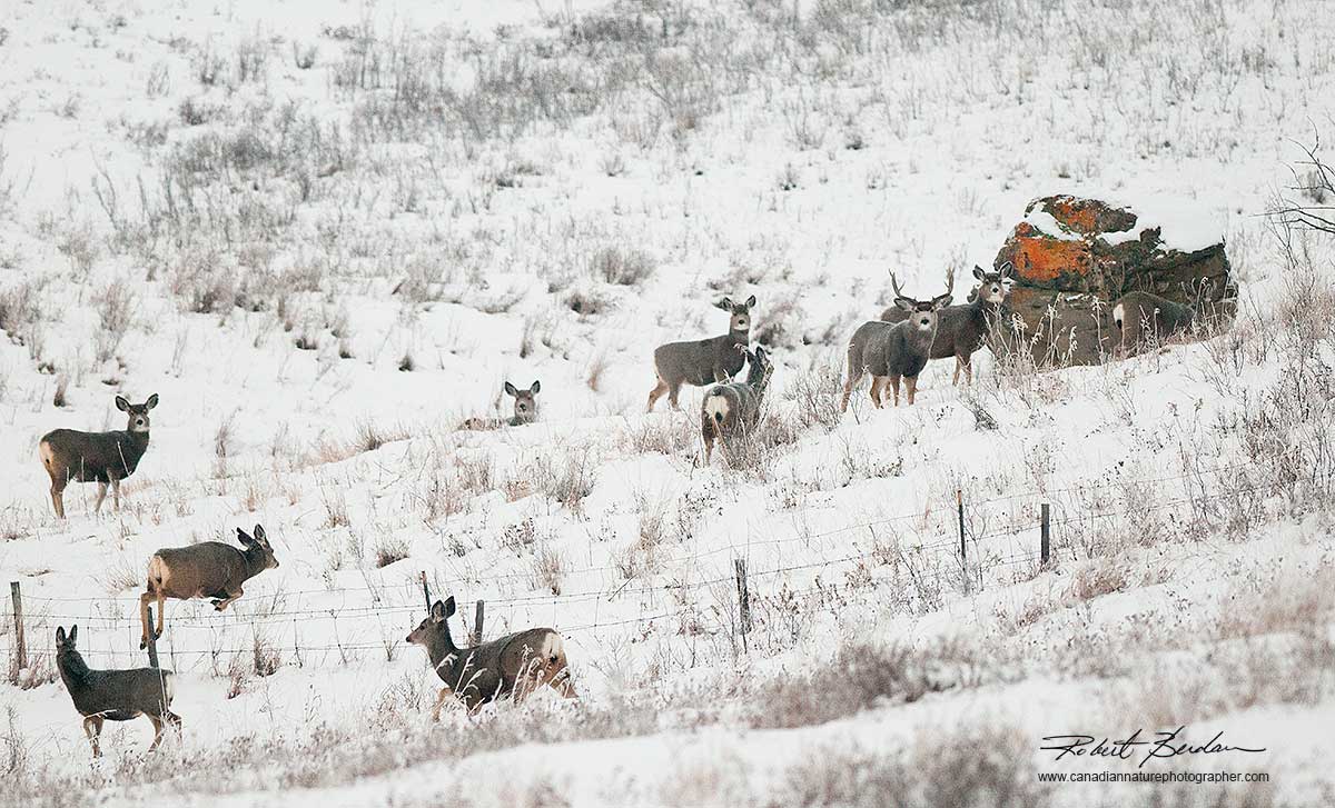 Mule deer gather north of Calgary by Robert Berdan ©