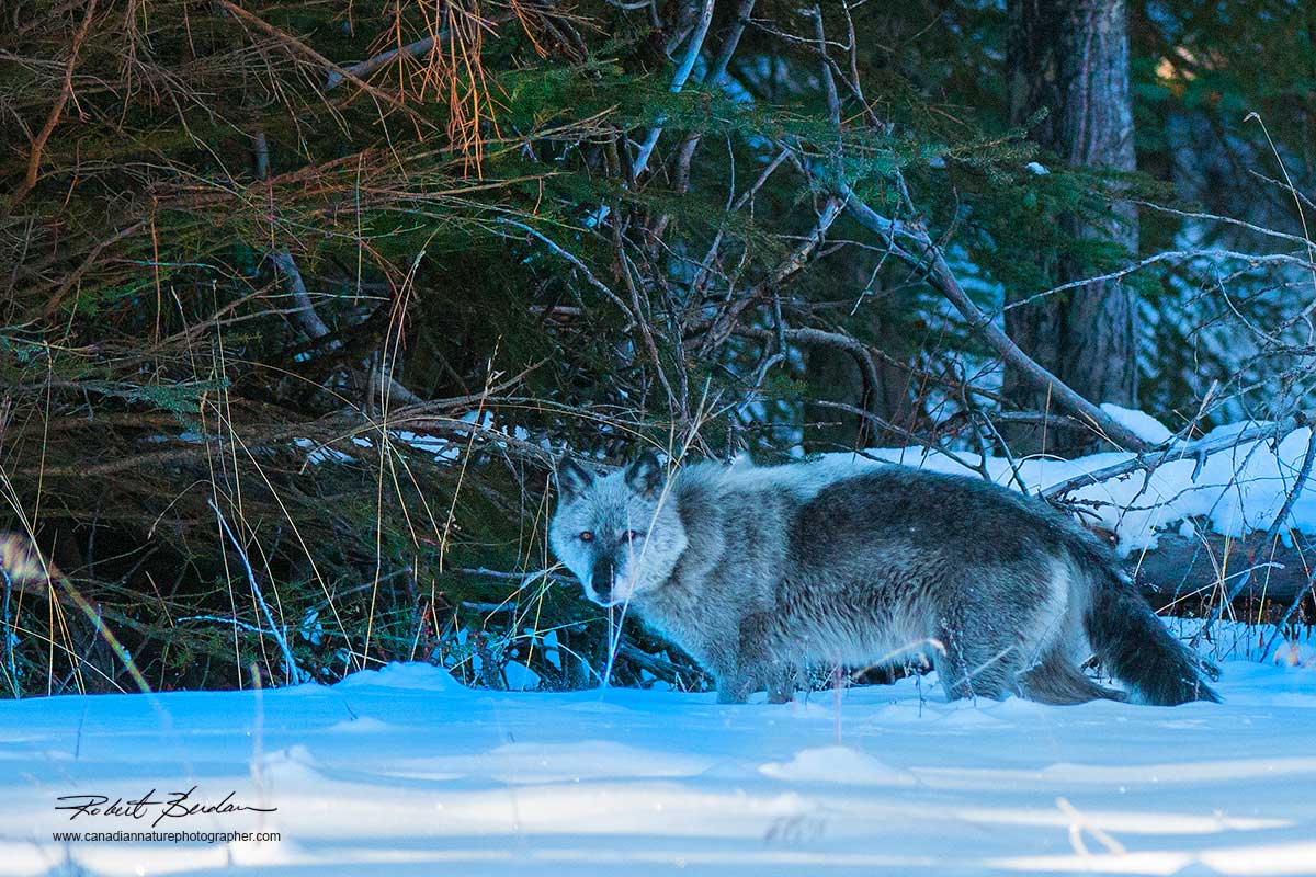 Wild Wolf Bow Valley Parkway, Banff National Park, AB by Robert Berdan ©