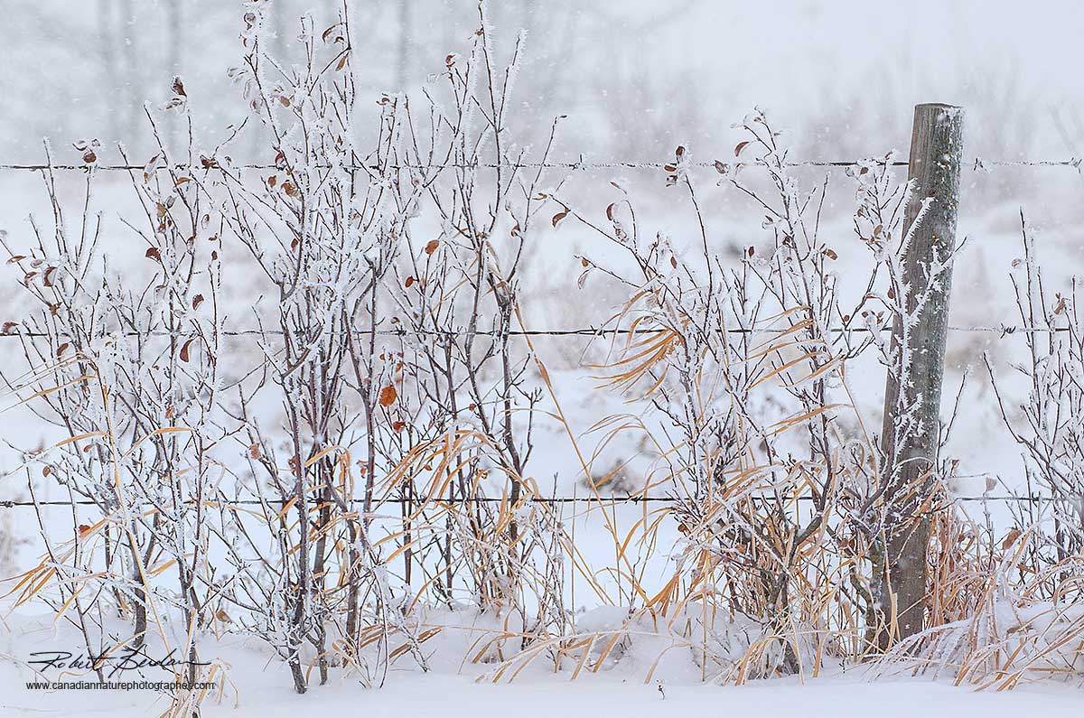 Raodside fence in winter by Robert Berdan ©