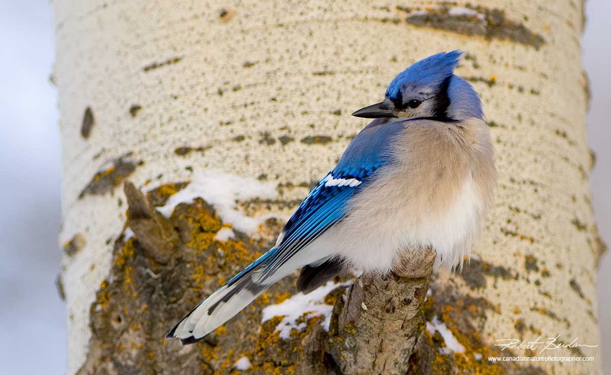 Blue Jay on tree by Robert Berdan ©