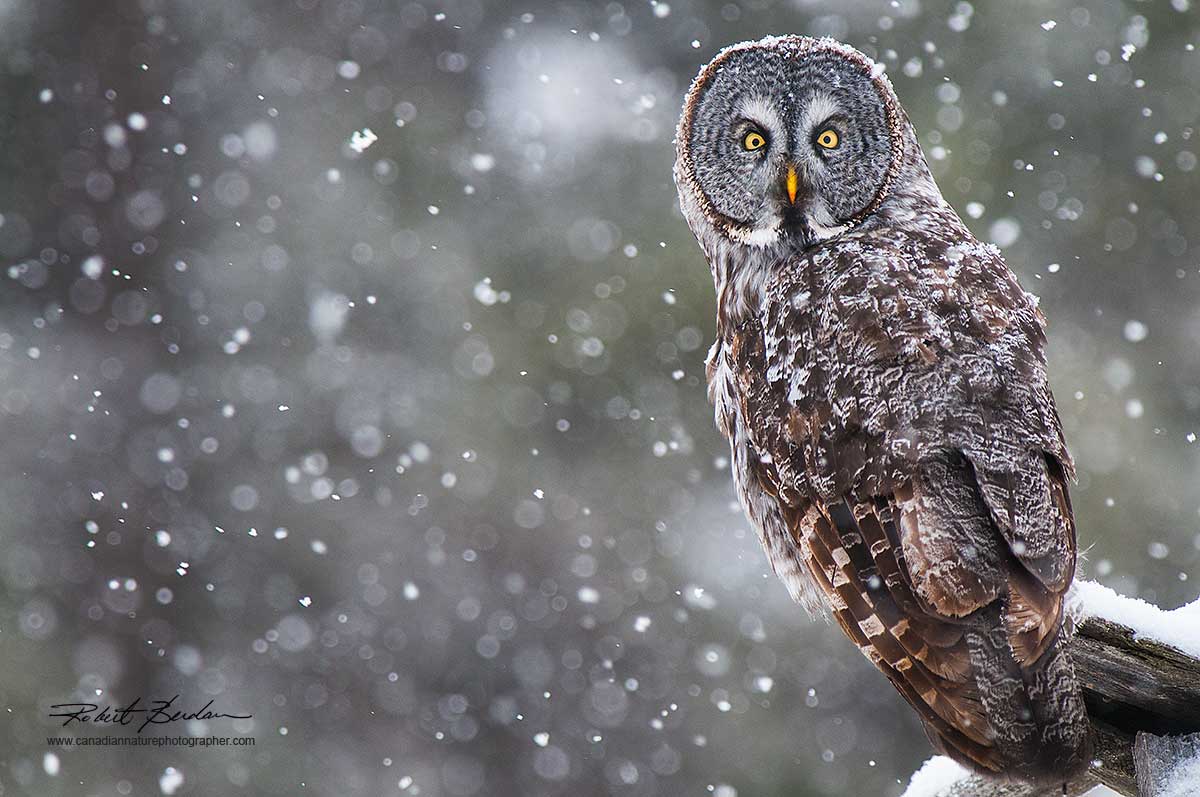 Great Gray Owl Grande Valley Road in winter by Robert Berdan ©