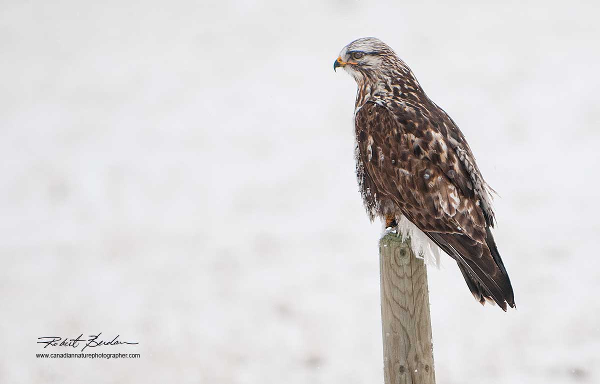 Rough-legged Hawk by Robert Berdan ©