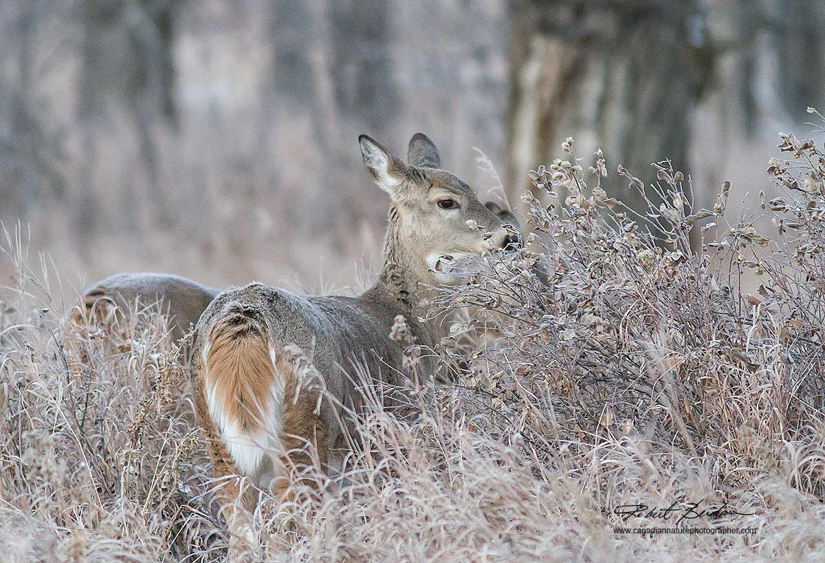 White-tailed deer Fish Creek Park, Calgary by Robert Berdan ©