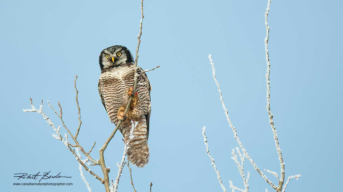 Northern Hawk Owl in winter by Robert Berdan ©
