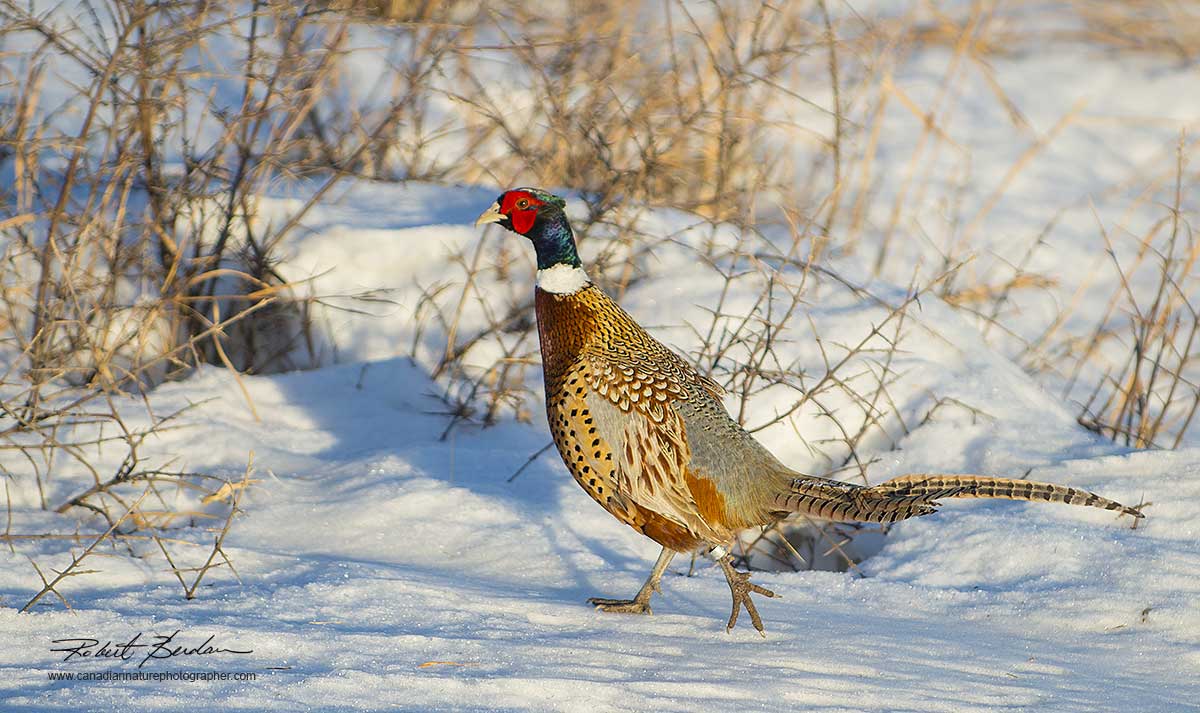 Ring-necked Pheasant in winter by Robert Berdan ©