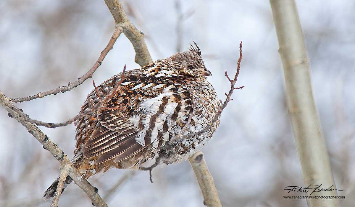 Spruce Grouse in willow tree in winter by Robert Berdan ©