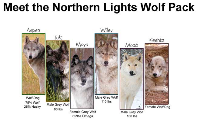 Northern Lights wolves by Robert Berdan 