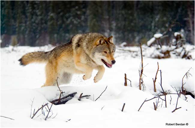 Wiley a captive wolf jumping over a log by Robert Berdan ©