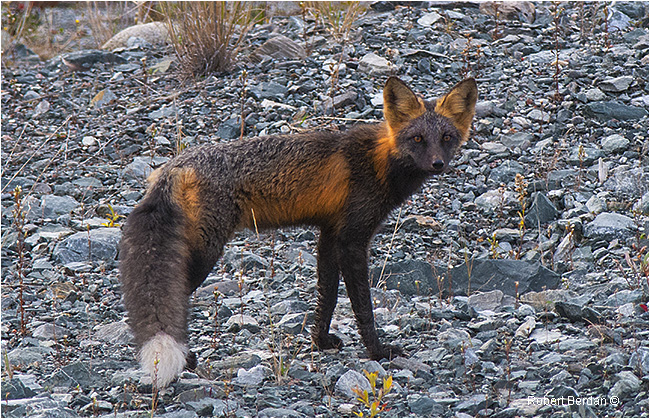 Cross fox along the Ingraham trail by Robert Berdan ©