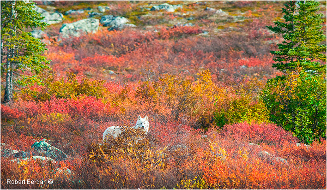 White wolf on the tundra by Robert Berdan ©