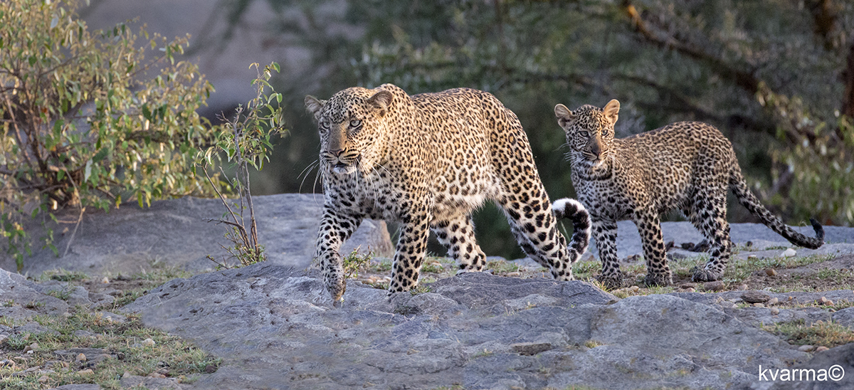 leopards by Kamal Varma ©