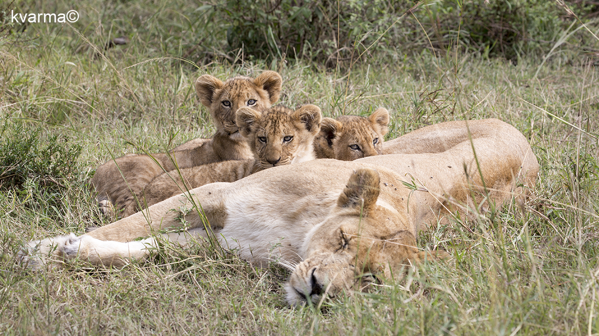 lion cubs by Kamal Varma ©