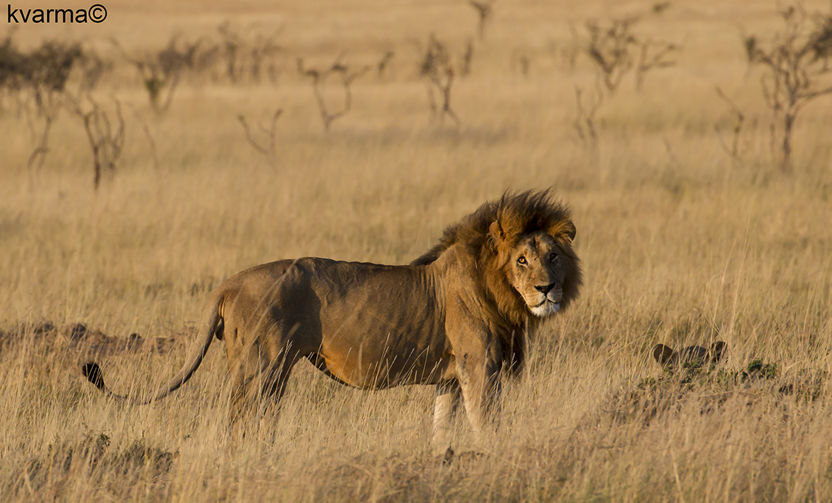 adult male lion by Kamal Varma ©