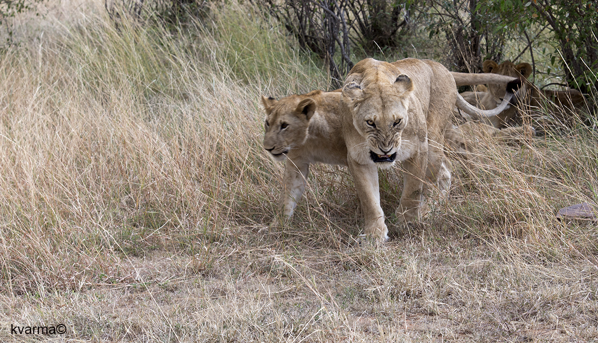 lions by Kamal Varma ©