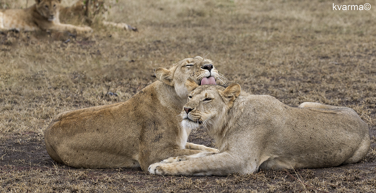 lions by Kamal Varma ©