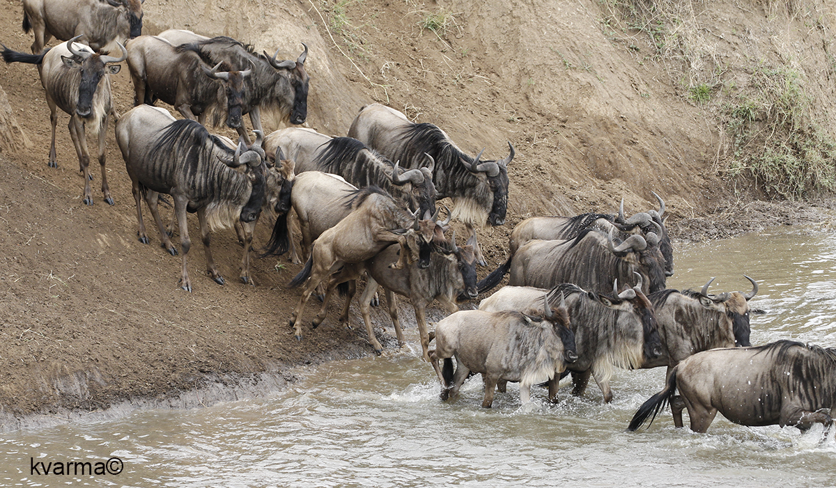 Wilddebeest or gnu crossing river by Kamal Varma ©