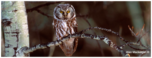 Boreal Owl by Alan Mackeigan ©