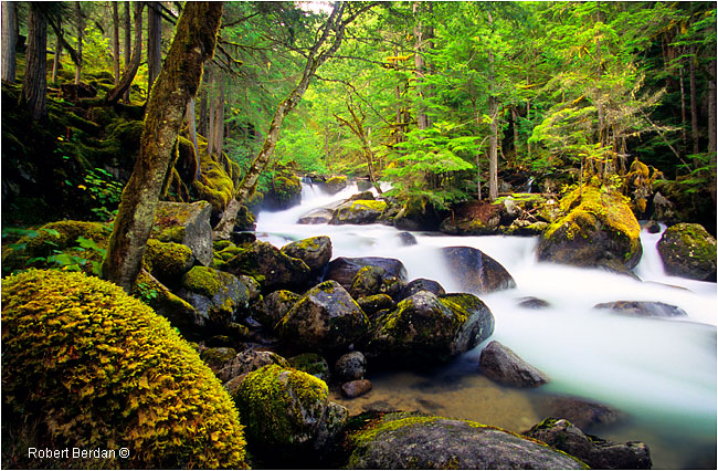 Long exposure of stream in the Rainforest by Robert Berdan ©