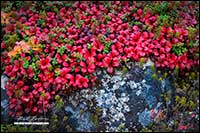 Bear berry and lichen on tundra by Robert Berdan