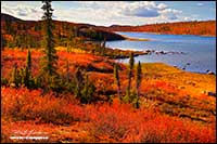 Caribou Bay in autumn attached to Point lake Northwest Territories by Robert Berdan