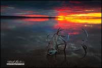 Caribou antlers in Point Lake at sunrise by Robert Berdan