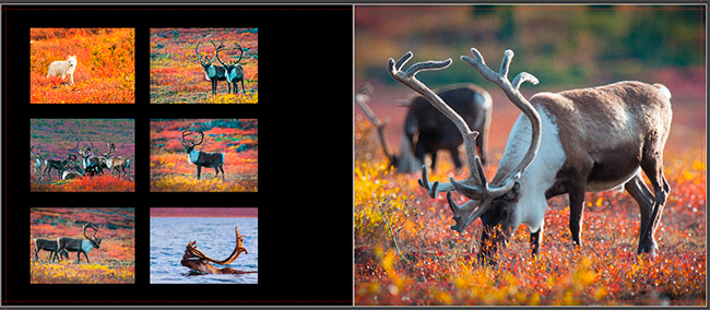 Hangin with the Caribou pages 42-43 by Robert Berdan ©