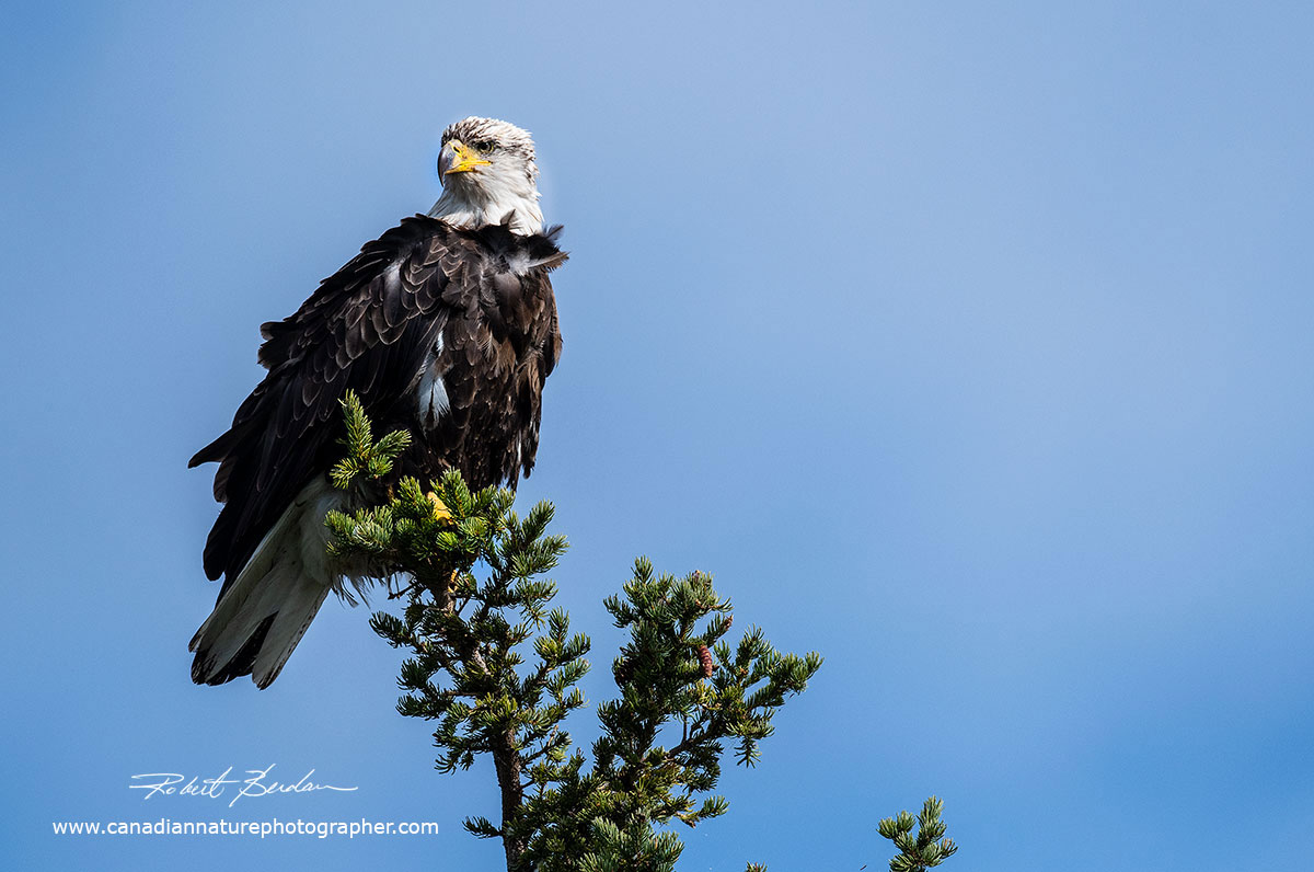 Mature Bald eagle in Yellowknife Bay, NT by Robert Berdan ©