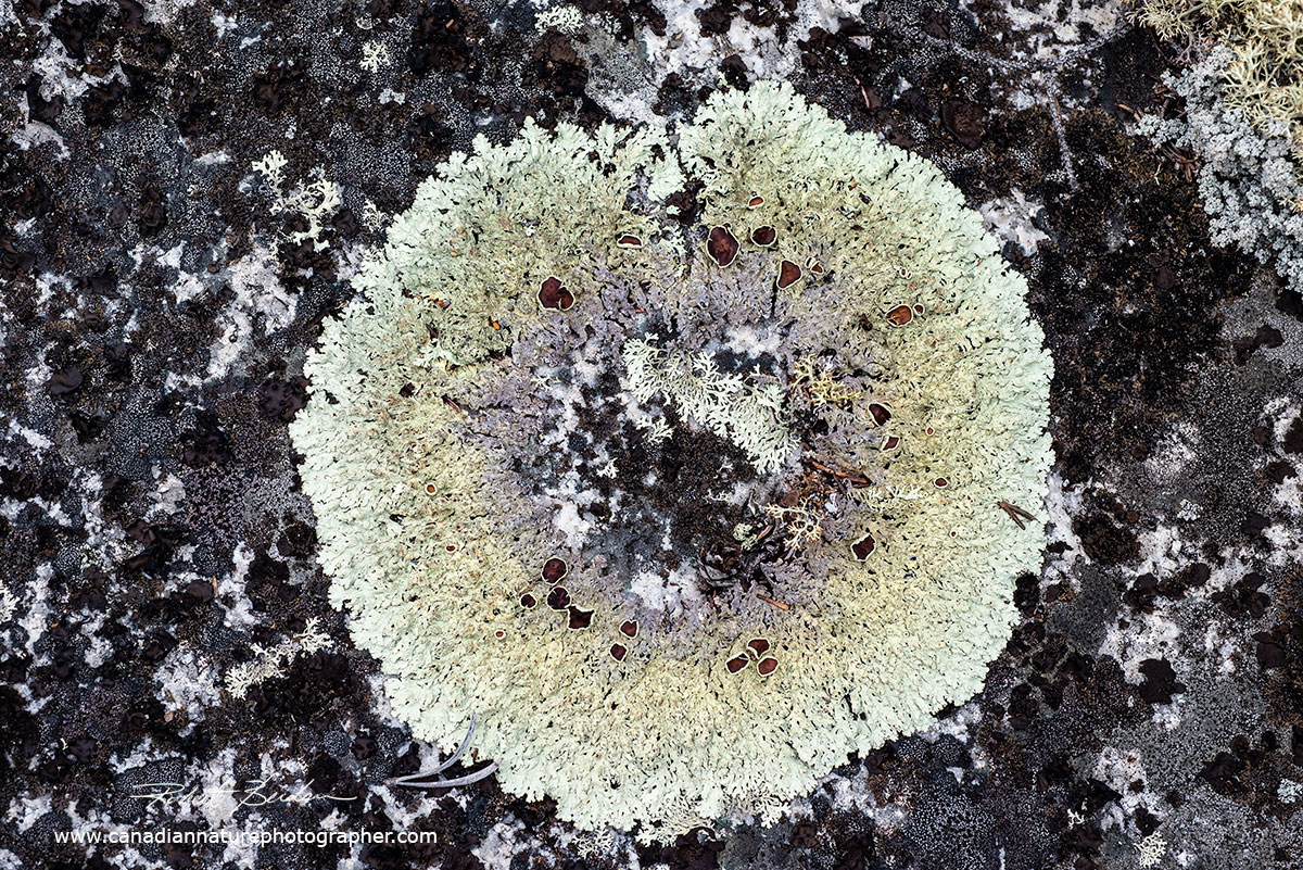Sunburst lichen with dark sorri by Robert Berdan ©