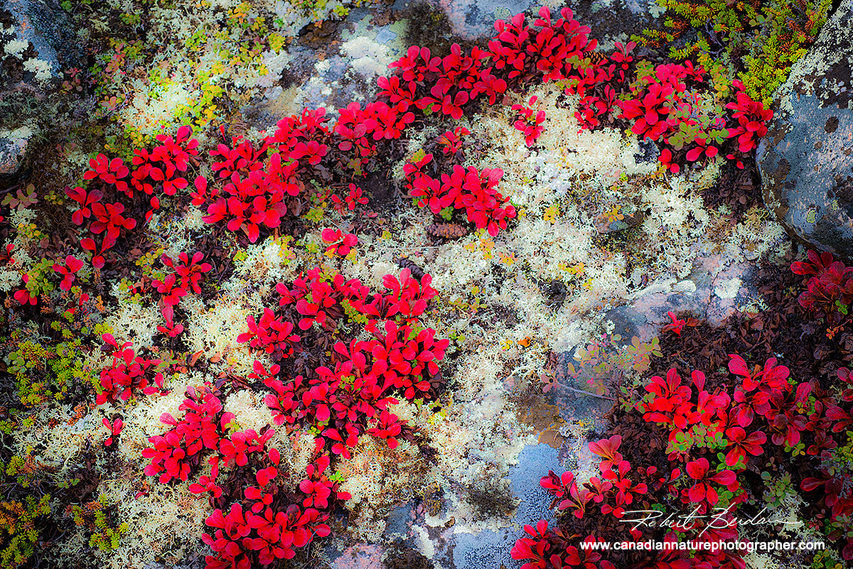 Red Bearberry and moss on granite.  by Robert Berdan ©