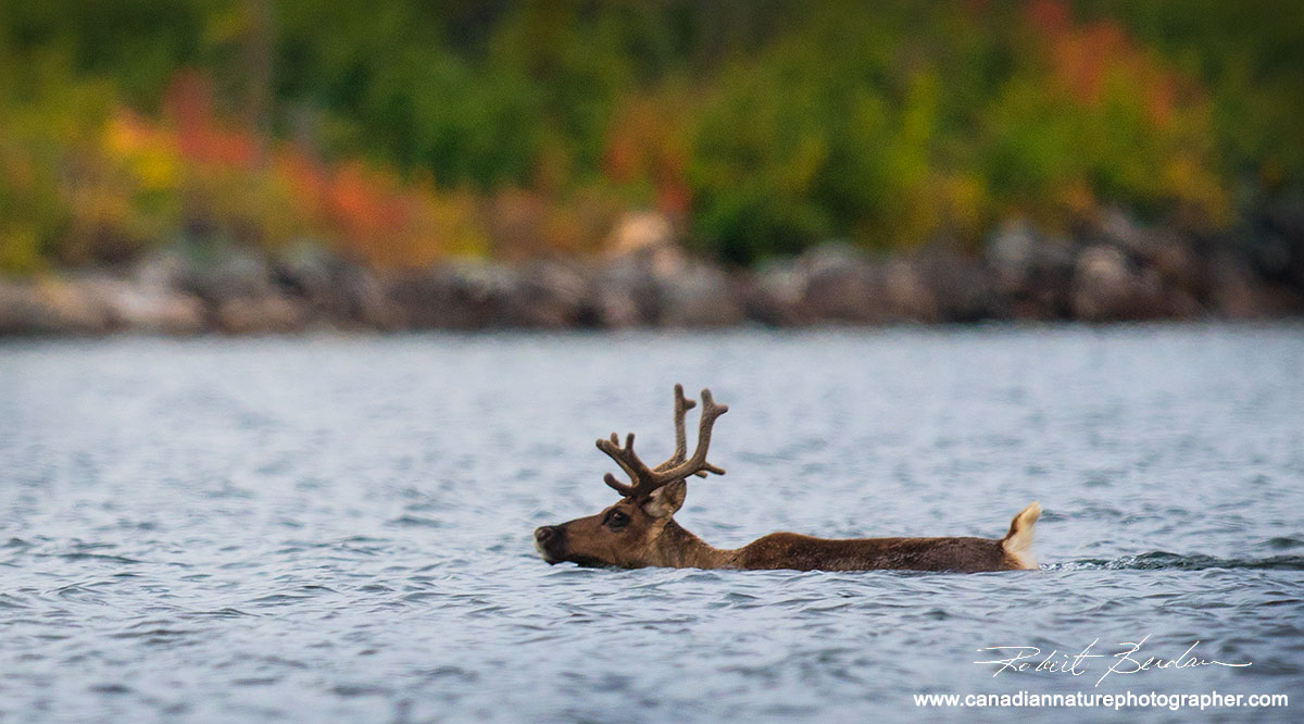 Female caribou swimming  by Robert Berdan ©