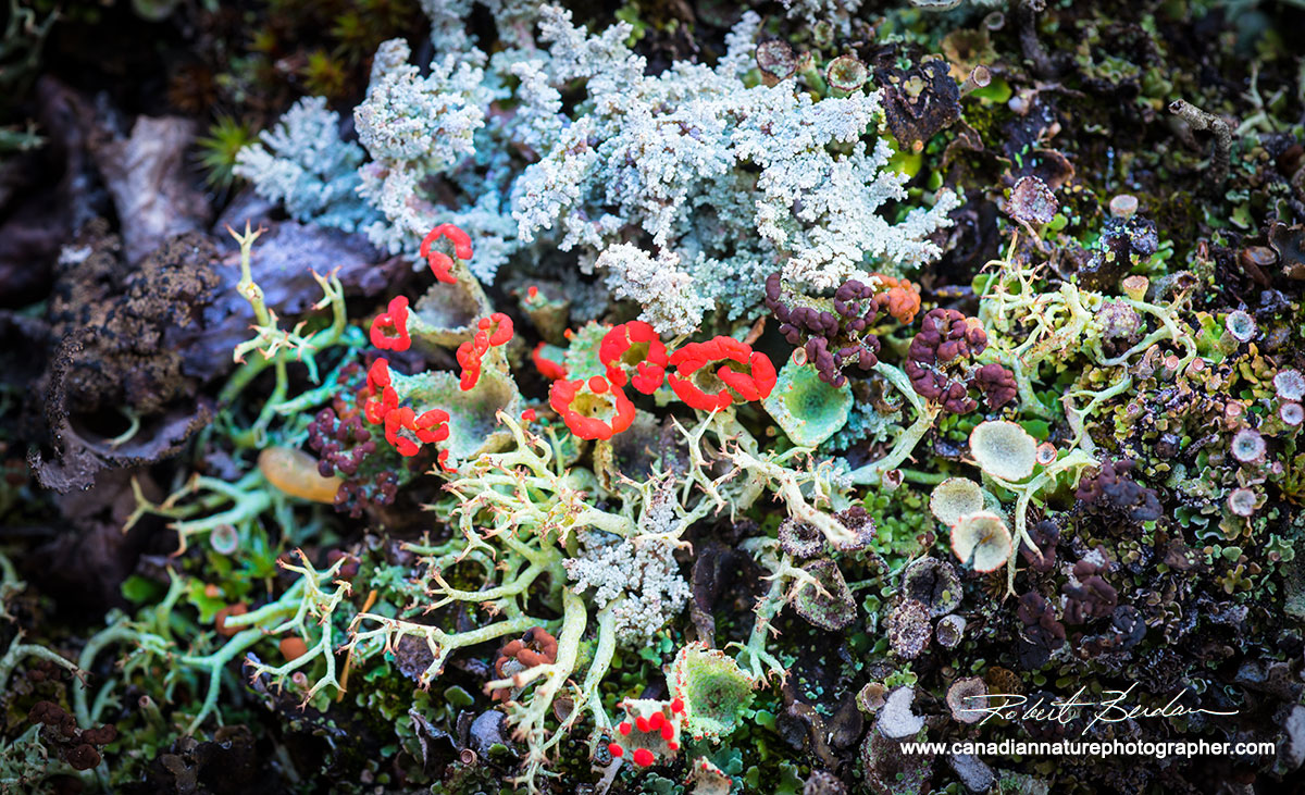 Cladonia pleurota Red Fruited Pixe-cup Lichen by Robert Berdan ©