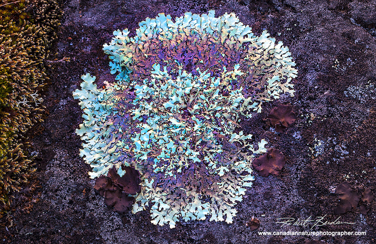 Arctoparmelia centrifuga - Concentric ring or Jewel lichen surrounded by Black tripe and map lichens by Robert Berdan ©