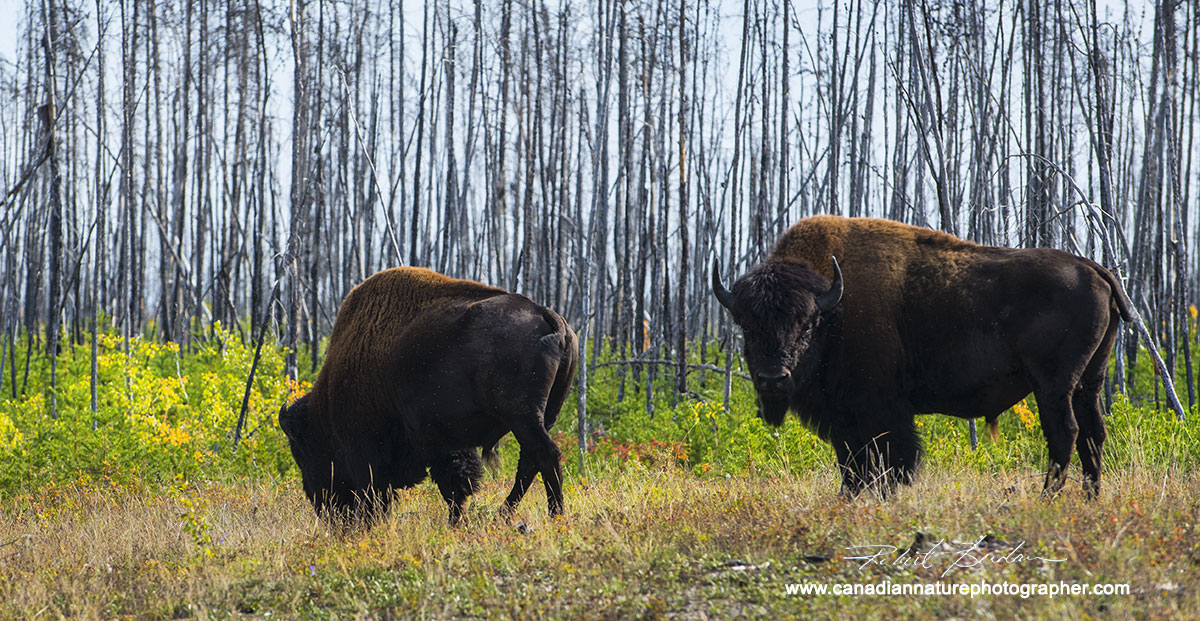 Bison north of Fort Providence Robert Berdan ©