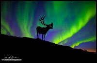 Caribou silhoutte and Aurora Borealis composite image by Robert Berdan