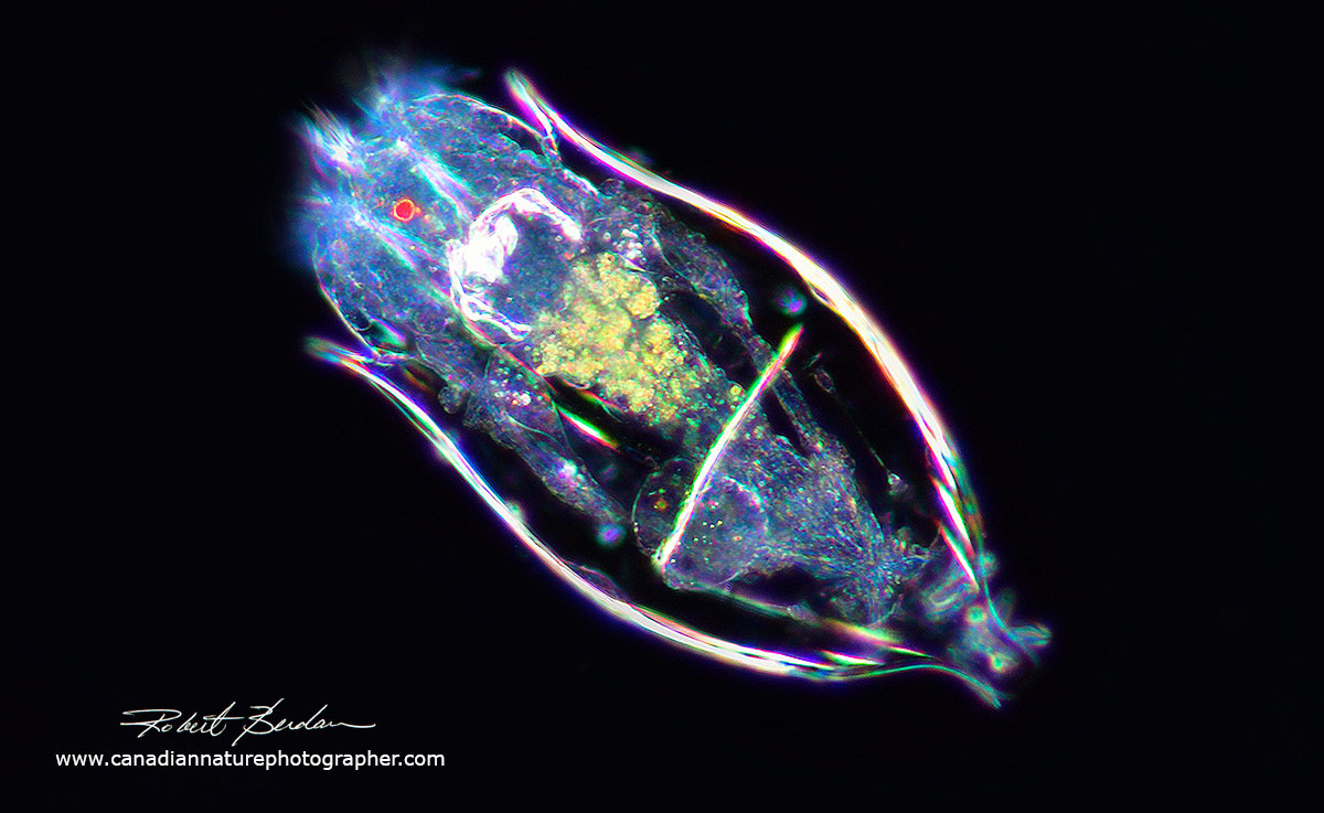 Rotifer Floscularia sp is a species of a rotifer that lives in a tube and belongs to the subclass Monogononta by Robert Berdan ©