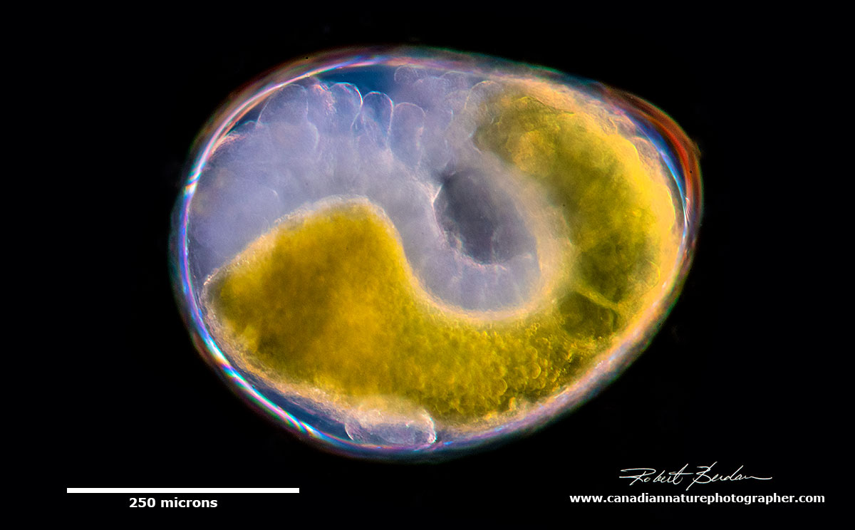 Gammarus embryo? by Robert Berdan ©