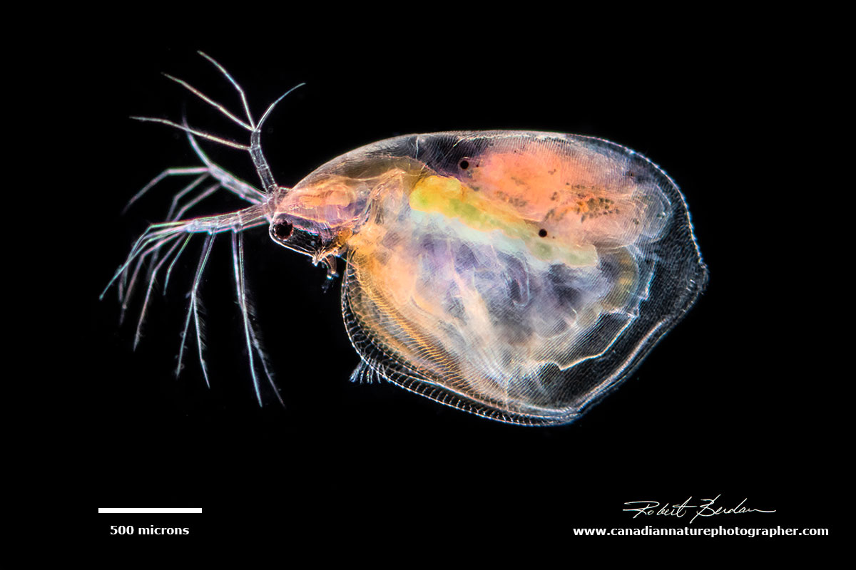 Water flea Daphnia sp Darkfield microscopy by Robert Berdan ©