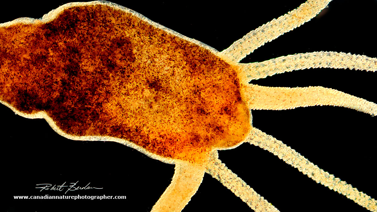 Hydra - darkfield microscopy by Robert Berdan ©