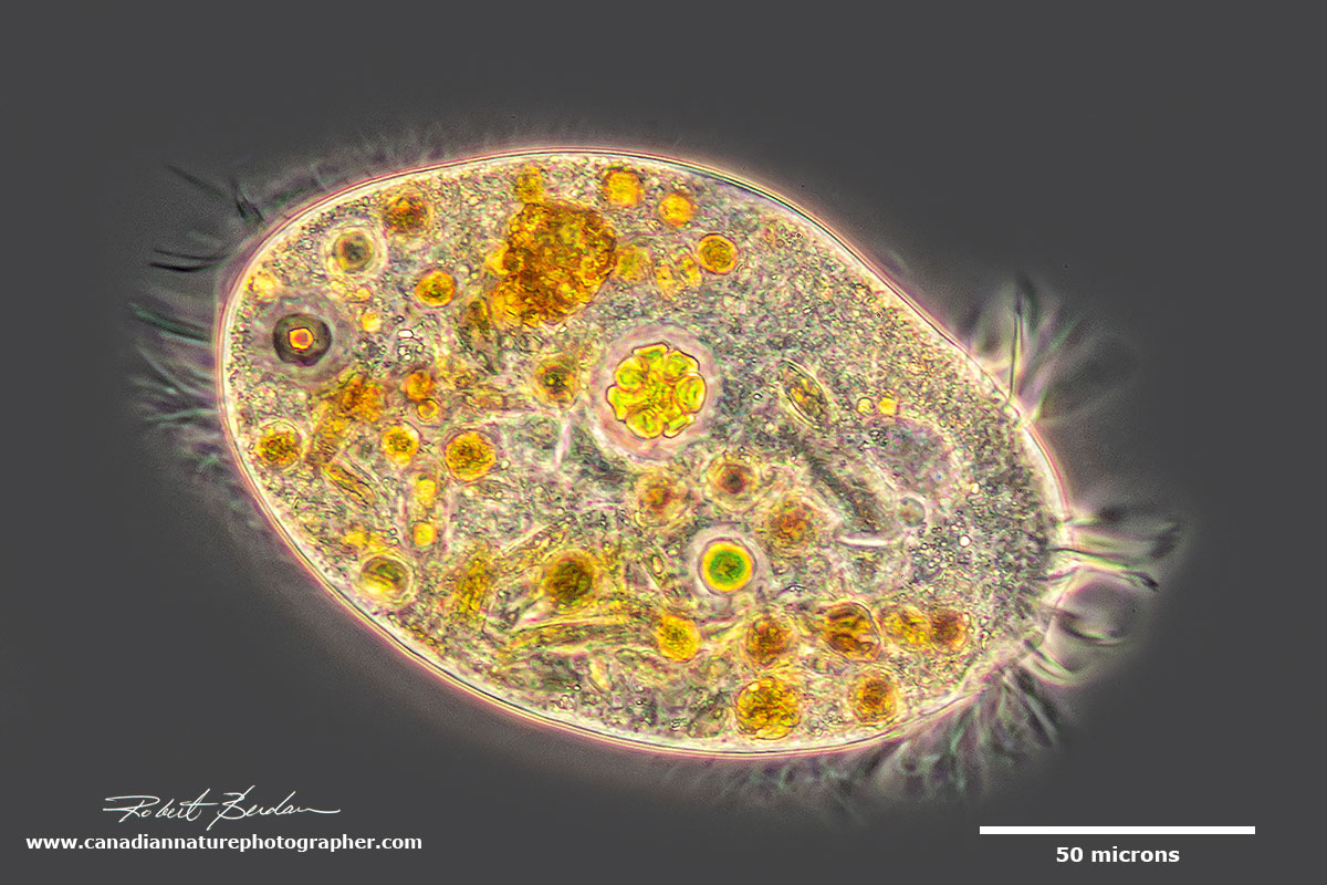 Ciliate Hypotrich Phase contrast microscopy by Robert Berdan ©