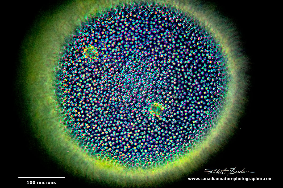 Volvox sp by Darkfield by Robert Berdan ©