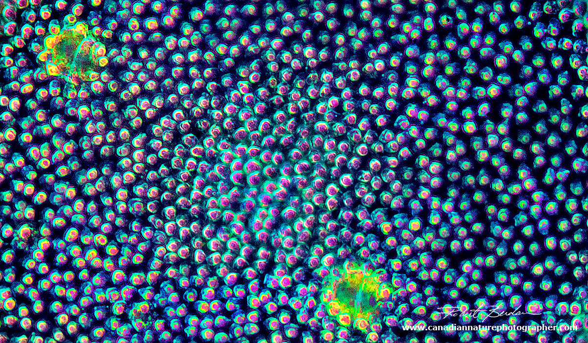 Volvox sp above showing the individaul cells by Robert Berdan ©