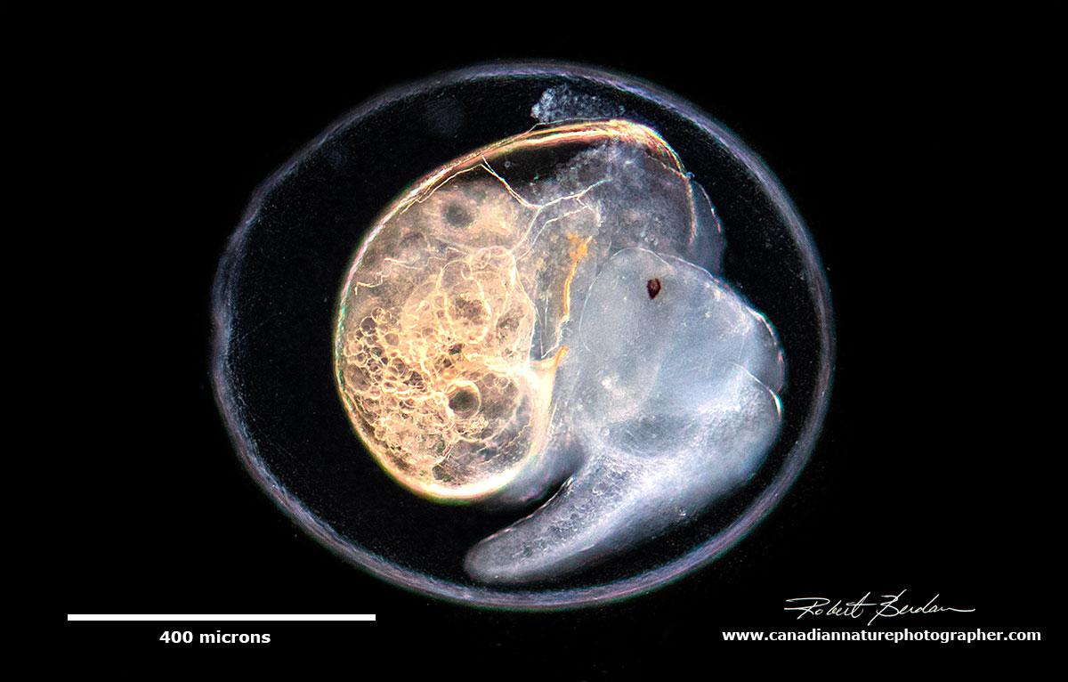 Young snail about to emerge from its egg by Robert Berdan ©