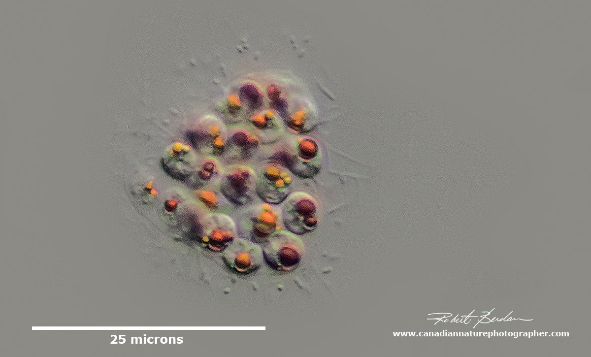 Appears to be a colonial form of algae with red pigment Robert Berdan ©