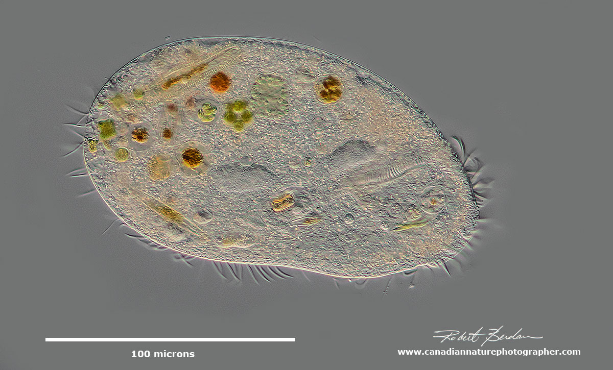 Hypotrich - unidentified ciliate by Robert Berdan ©