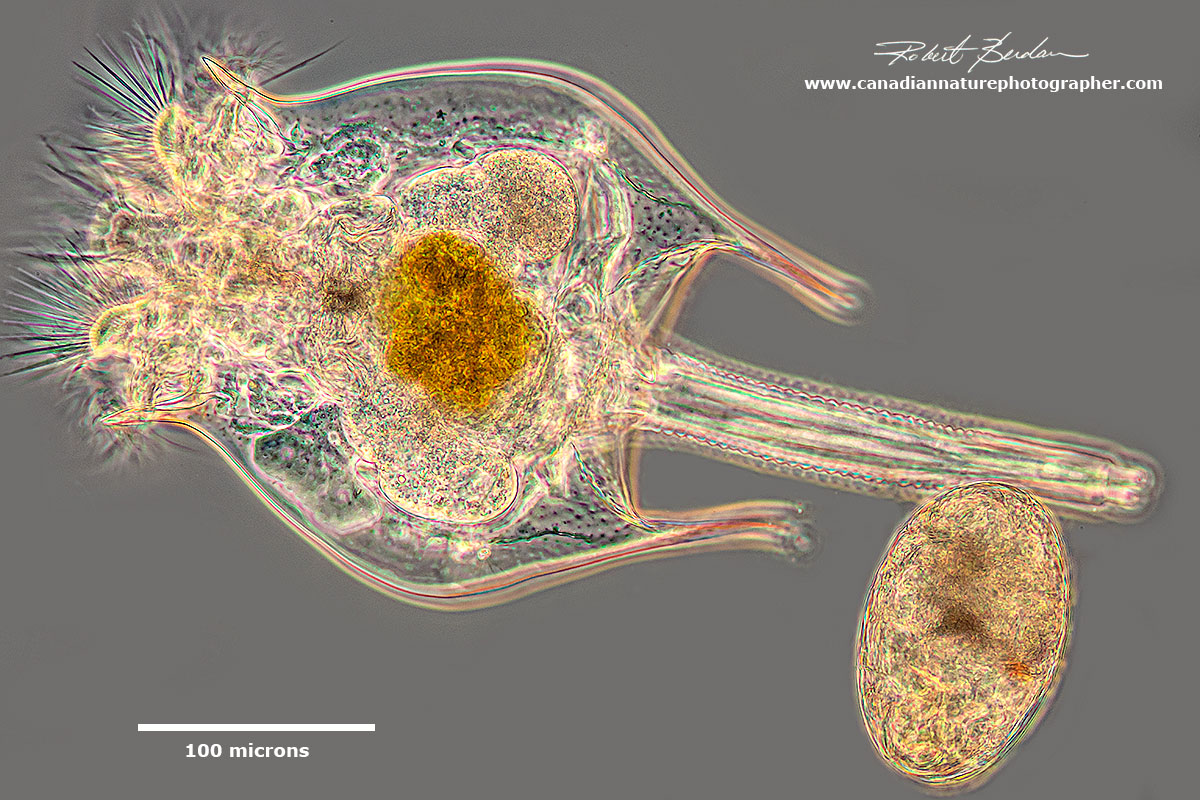 Rotifer Brachionus quadridentatus releasing an egg by Robert Berdan ©