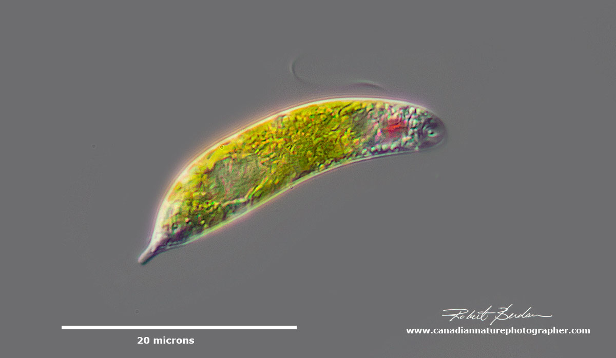 Euglenoid sp - note the red eye and flagellum by Robert Berdan ©