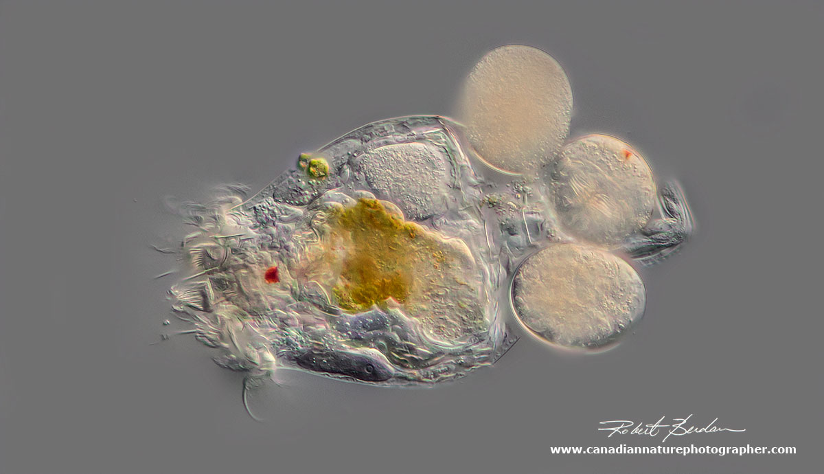 Rotifer carrying 3 eggs (Brachionus sp) about 400X DIC microscopy by Robert Berdan ©