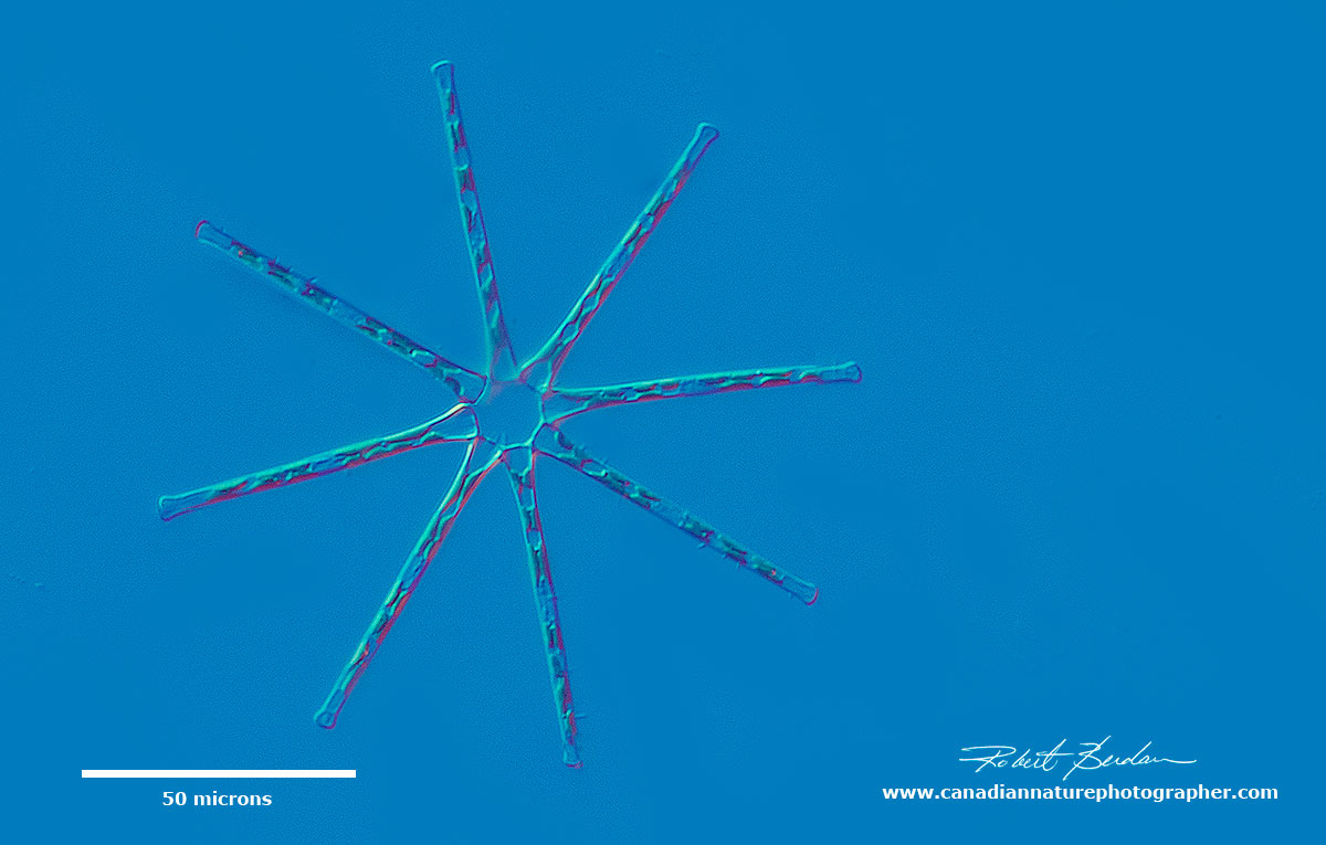 Asterionella is a pennate freshwater diatom by Robert Berdan ©